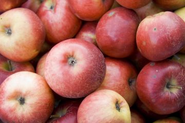 10 Children's Books About Apples - Red Apple Reading